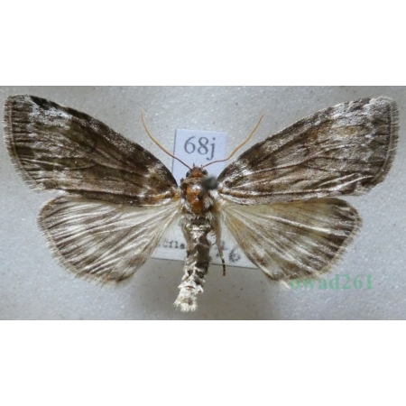 Tetheella fluctuosa (Hübner, 1803) Falica zmiennica Czech68j